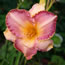 Hemerocallis Glory on High